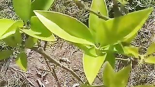 Razzaq5 Beautiful video -Surah-Ibrahim verses@shortsfeed @subscribe @trending @viral @quran @ytshorts. plz subscribe and watch my video