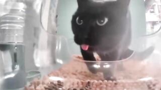 Rare footage of Mr. Blep
