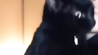 Singer cat ????????