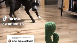 Doga va cactus