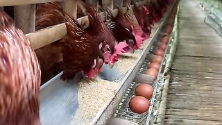 chicken organic
