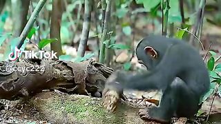 Monyet liar #videoshort