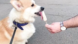 corgi lovers ????