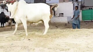 Mirza H&H