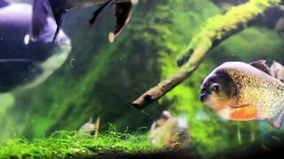 fish beautiful color Lovely view