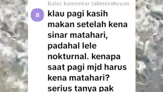 Ikan lele NOKTURNAL kenapa ngasih pakan PAGI minimal kolam sudah kena sinar matahari❓Serius nanya
