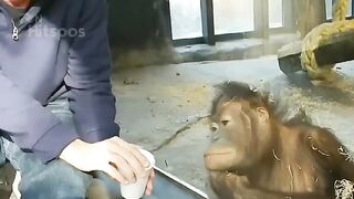 ORANGUTANS BECOME MAGICAL JURY????????THE ENDING MAKES YOU LOOK