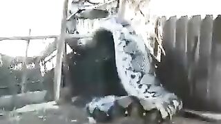 العثور علي افعي ضحمة بالهند شيئ لا يصدقه عقل