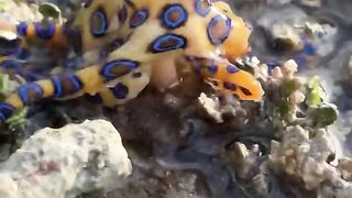 Unique sea animals