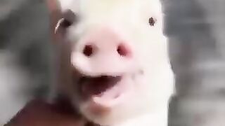 Little Pig