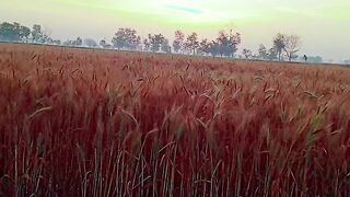 Part 4 beautiful ❤️ view in village weather ☁️