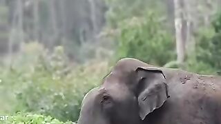 BiG Boy