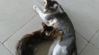 The cat is feeding her baby