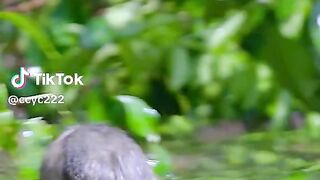 Biawak mencari makan #videoshort