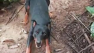 My Doberman