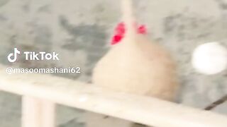 Best to funny videos.real funny videos. funny video.viral funny video.latest funny video