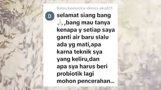 Kenapa setiap melakukan pergantian air kolam pasti ada ikan lele yang MATI❓