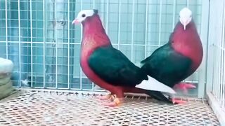 Rare Pigeon