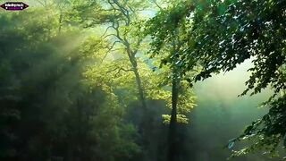 Relaxing Music Beautiful Video