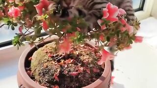Funny cat ????