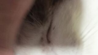 Play with cat 2
