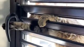 ❤️ to see cute cat videos ????