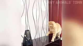 Funny pets video