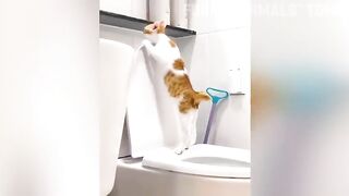 Funny pets video 2024