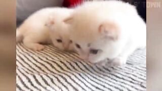 Pets funny video