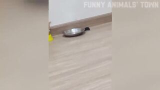 Funny pets animal video