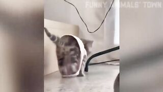 Funny video