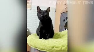 Funny best video