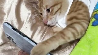 Funny Cat ????
