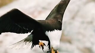 Hunting Eagle
