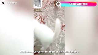 Birds with Arms being the Funniest Thing Ever