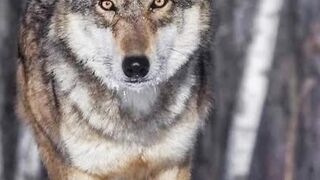 Good qualities of a wolf beast