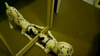 Dog angry photo in mirror