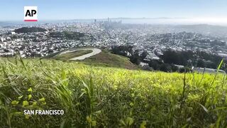 Anticipation mounts in California for spring super bloom spectacle.