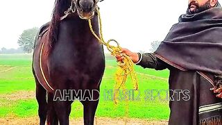 horsedance #foryoupage #fypviral #foryou #viral #imrankhan #fypシ゚viral #horsedance2024#viralvi