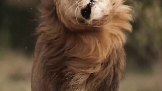 Elegant male lion