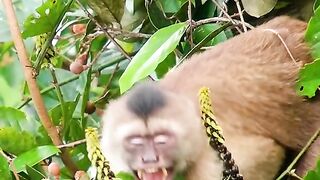 Monkies are very mischievous