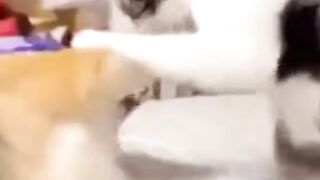 Cute cat fighting dog ferry funny