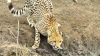 LEOPARD IN DANGER