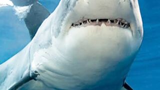 Keep some sharks behind you