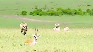 Hunter tigers attack on deer ????