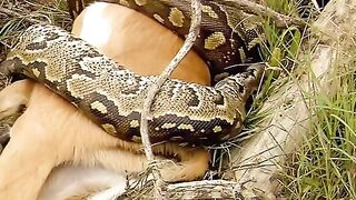 The snake is swallowing the lion