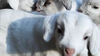 Beautiful gote kids