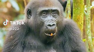Gorila mencari makan #videoshort
