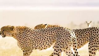 Animals attractive and hunter hunt the animal|now view video and subscribe my channel I will subscribe you back