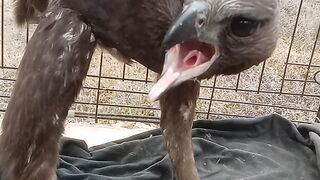Merawat burung sakit